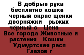 В добрые руки бесплатно,кошка,2.5черный окрас,щенки дворняжки,3 рыжих 1 чёрный,с › Цена ­ - - Все города Животные и растения » Кошки   . Удмуртская респ.,Глазов г.